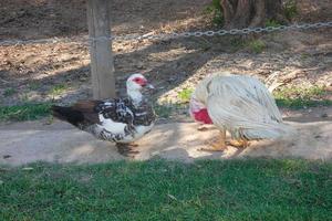 patos comendo pacificamente no pomar em um dia ensolarado foto