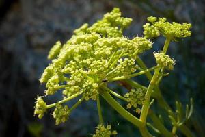 plantas mediterrâneas e flores da costa brava catalã foto