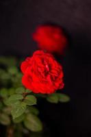 plantar flor rosa e verde foto