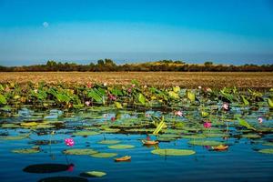 nenúfares em um billabong foto