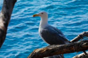 gaivota no fundo do mar na costa catalã, espanha foto