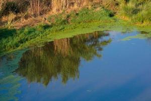 zonas húmidas nas proximidades do rio llobregat foto