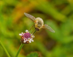 bombylius major abelha parasita mosca em sapo phyla nodiflora - cor iridescente de asa, loira peludo, cabeça roxa com pequenas flores brancas minúsculas - fundo desfocado verde foto