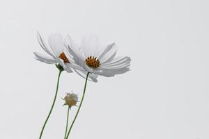 vista de ângulo baixo de plantas floridas do cosmos branco contra o céu azul foto