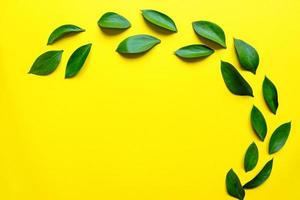 folhas de ruskus em fundo de cor amarela conceito de natureza botânica design de elementos florais, folhagem verde foto
