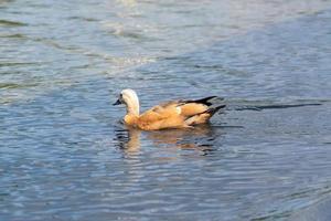 pato selvagem flutuando na lagoa do parque da cidade. natureza selvagem. foto