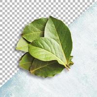 raminho de folhas de louro em fundo transparente foto