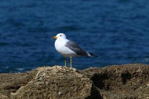 uma gaivota senta-se na costa do mar mediterrâneo. foto