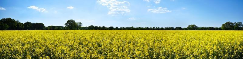 panorama de campo de colza ou canola foto