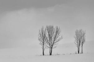 grupo de árvores no inverno foto