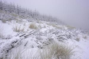 grama da floresta coberta de neve fresca foto