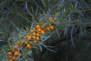 frutos de Hippophae rhamnoides foto