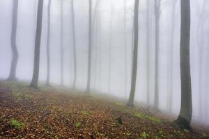 floresta de faias de primavera foto