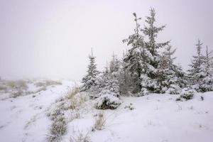 paisagem de inverno com grama da floresta e abetos foto