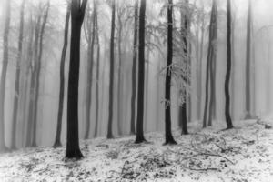 floresta de faias de inverno foto