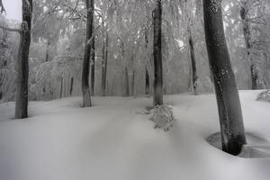 na floresta de faias nevoenta de inverno foto