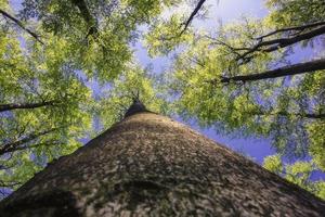 coroa de árvore de primavera foto