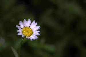 flor branca desabrochada com centro amarelo foto
