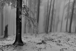 floresta de faias de inverno com neblina foto