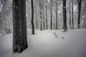 na floresta de faias nevoenta de inverno foto