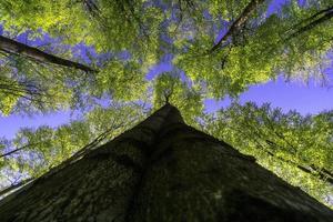 coroa de árvore de primavera foto