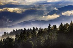 paisagem de neblina com árvores foto