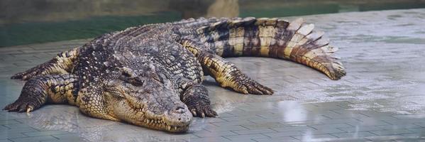 os crocodilos são anfíbios e têm uma disposição feroz. foto