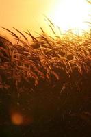 flor de grama de junco no pôr do sol foto