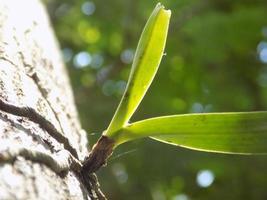 um tiro de uma árvore parasita foto