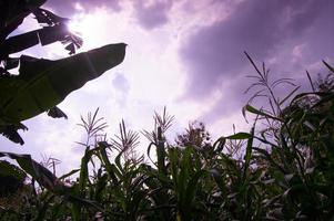 atmosfera de jardim de milho durante o dia com nuvens azuis foto