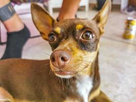 retrato de cachorro terrier de brinquedo russo parecendo adorável e fofo México. foto