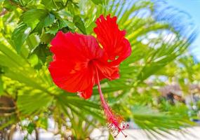 vermelho lindo hibisco flor arbusto árvore planta no méxico. foto