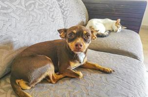 gato branco e cachorro marrom descansam no sofá do sofá. foto