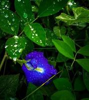 belo jardim botânico, fundo de conceito floral foto