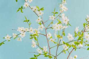 fundo de temporada de primavera, flor de cerejeira branca sobre fundo azul. foto