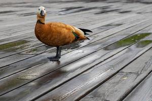 retrato de ruddy shel duck - tadorna ferruginea. pato selvagem com penas vermelhas brilhantes no cais de madeira no parque da cidade. foto