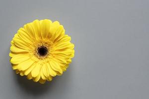 demonstrando cores da moda 2021 - cinza e amarelo. lindas flores de gerbera em fundo cinza com espaço de cópia foto