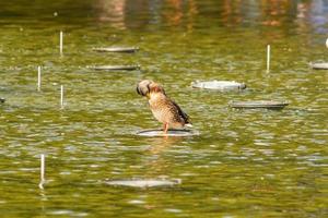 pato selvagem flutuando na lagoa do parque da cidade. natureza selvagem. foto