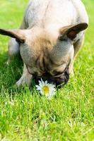 filhote de buldogue francês brincando com flor de camomila em um gramado em um dia ensolarado de verão. animal de estimação fofo ao ar livre foto