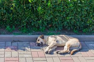 cachorro branco sem teto deitado em uma grama verde na rua foto