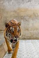 retrato de um tigre em uma fazenda na tailândia. animal selvagem em restrição foto