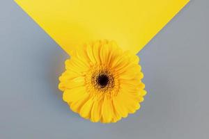 demonstrando cores da moda 2021 - cinza e amarelo. lindas flores de gerbera em fundo cinza com espaço de cópia foto