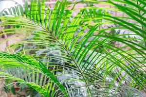 fundo verde exótico. folhagem exuberante. diferentes folhas tropicais contra o céu. conceito floral de verão foto