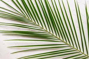 folha de palmeira verde tropical sobre fundo branco de concreto. postura plana, vista superior foto