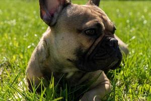 bonito buldogue francês encontra-se em uma grama verde em um parque e tomando banho de sol. fofo animal de estimação doméstico na caminhada foto