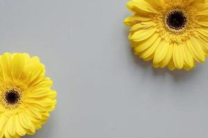 demonstrando cores da moda 2021 - cinza e amarelo. lindas flores de gerbera em fundo cinza com espaço de cópia foto