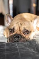 buldogue francês marrom dorme na cama. foco seletivo foto