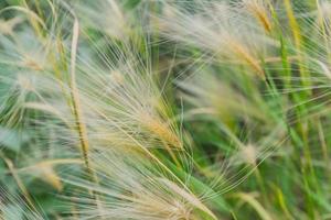 close-up do campo de cereais em um dia de outono foto