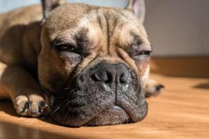 retrato de adorável cachorro buldogue francês dormindo no chão sozinho foto