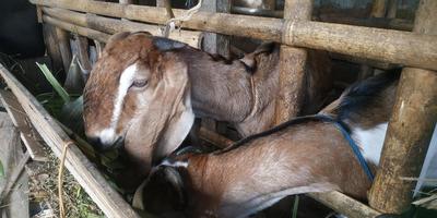 2 cabras comendo grama em sua própria gaiola foto